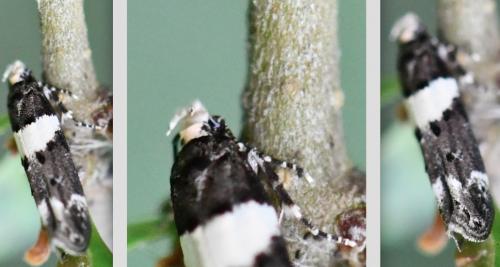 Recurvaria leucatella